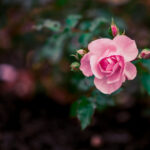 360直播免费直播平台,畅享高清体育赛事在线观看 n4tleop1