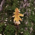 17051期足彩开奖结果揭晓,大奖花落谁家? yg3czk3oo